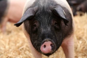 Hog Farmers Protest Against Genetic Modifications In Agriculture oink