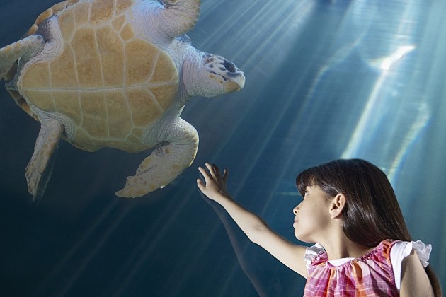 Girl and Sea Turtle Girl and Sea Turtle