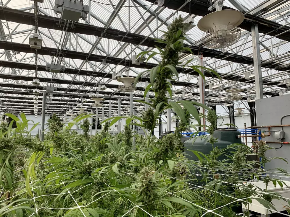 Connecticut Looks to Take Steps Towards Legal Pot and Gambling