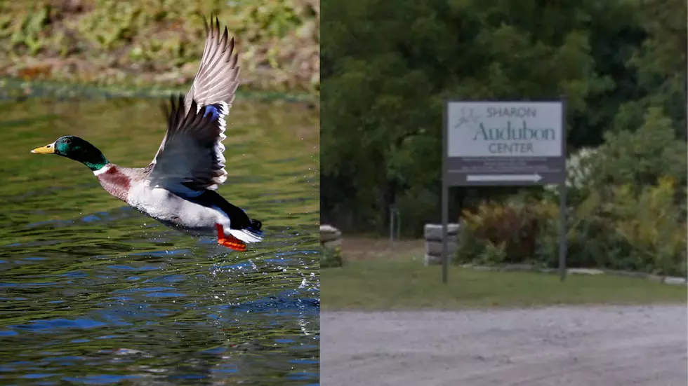 Hey Goshen, Did You Lose A Duck? It’s Waiting For You In Sharon