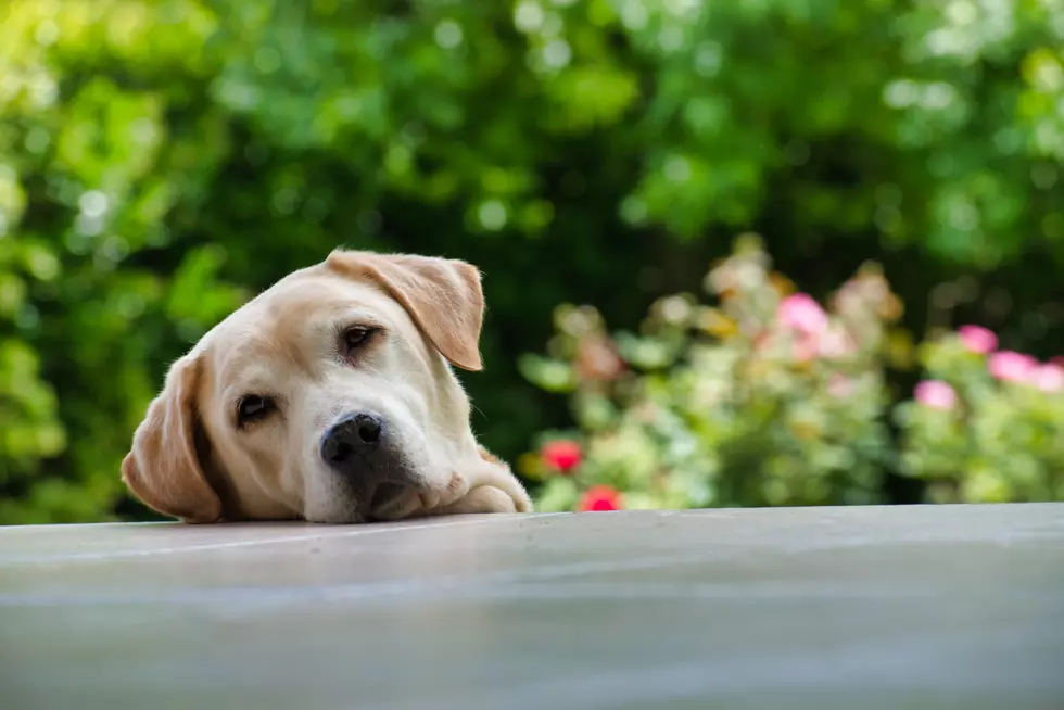 4 Important Questions for Potential Dog Owners in Connecticut