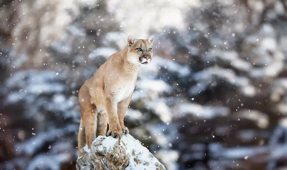 Do Mountain Lions Roam CT? Expert Says: Hard to Hide a 120 Pound Predator