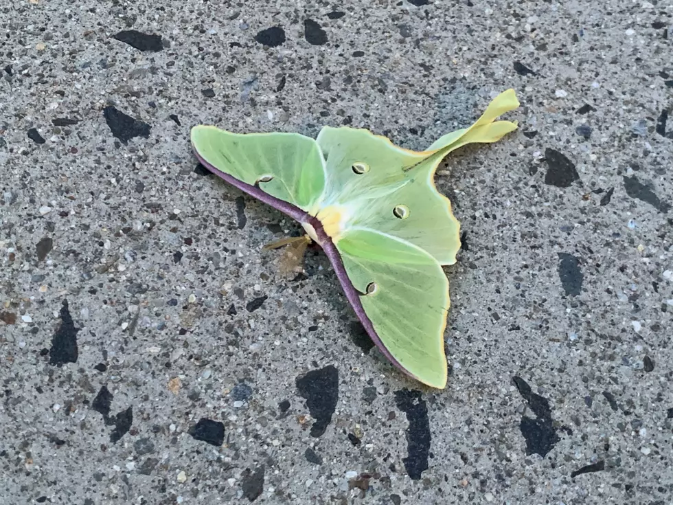 I Found A Beautiful Luna Moth Under Connecticut’s Strawberry Moon