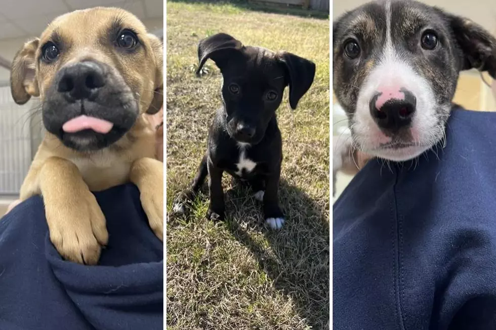 Quick Drive from Connecticut to Massachusetts a Shelter is Overflowing With Nearly 100 Puppies