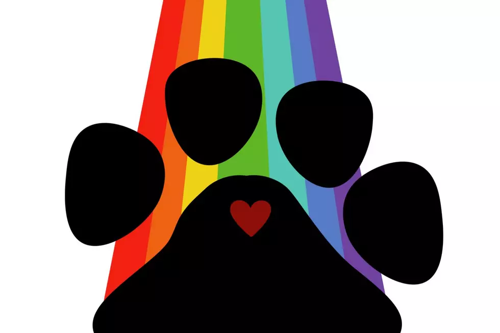 Connecticut is 1 of 2 States With a Real ‘Rainbow Bridge’ To Honor Our Pets