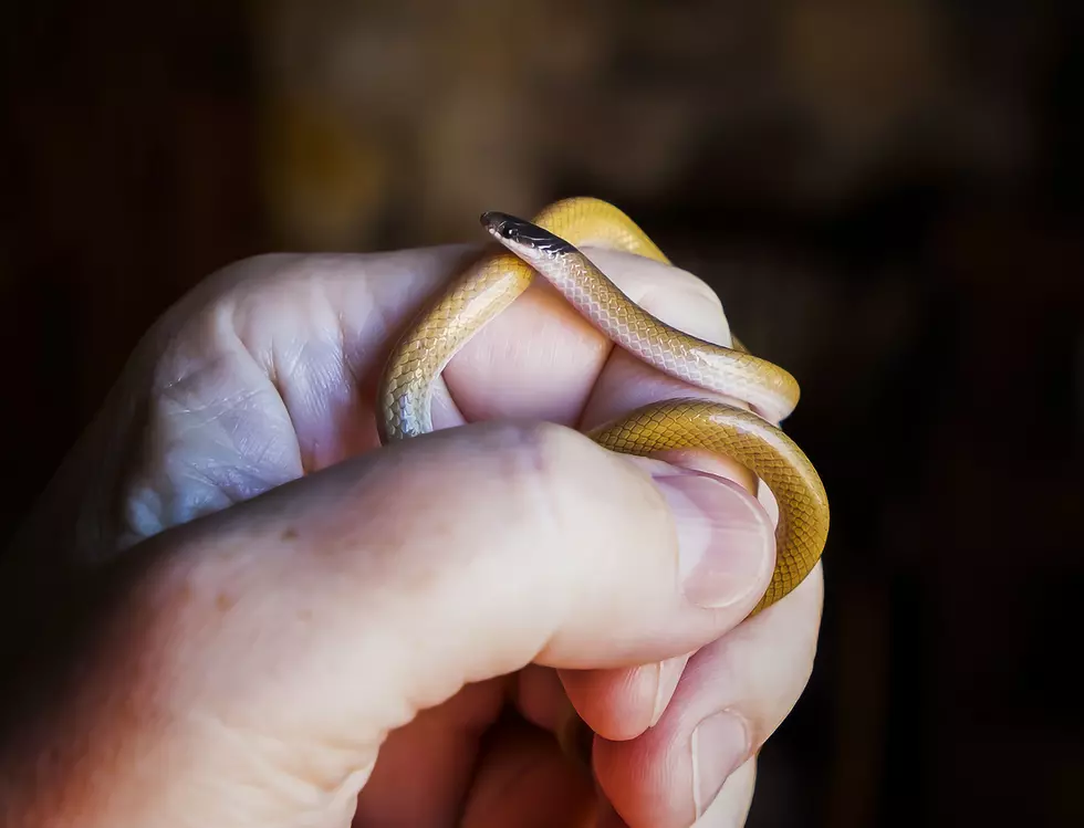 Connecticut Needs A Reptile Expo Like Westchester’s Event
