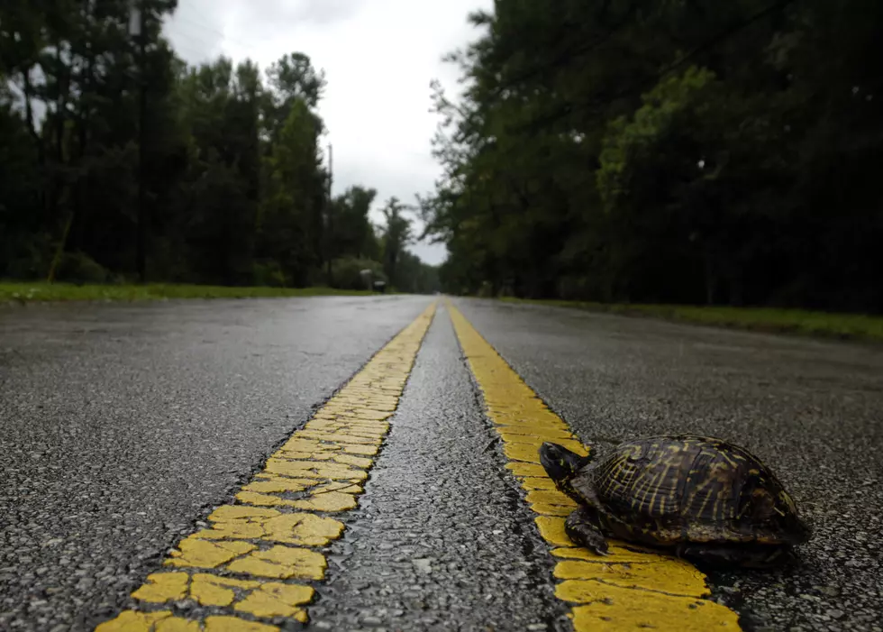 Slow Down Connecticut, The Turtles Will Thank You